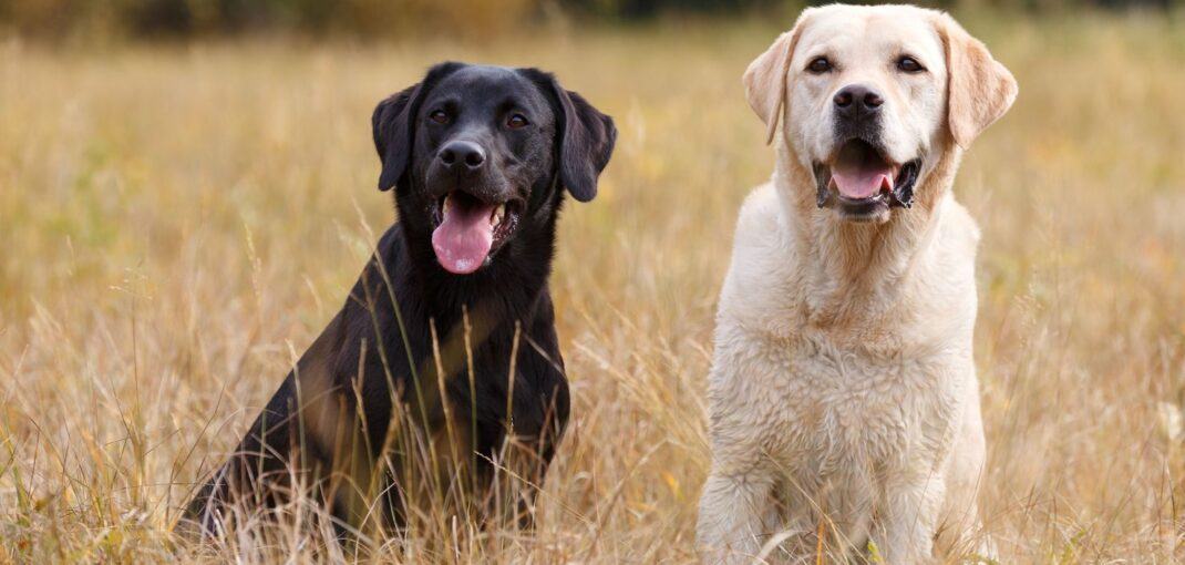 What Size is a Labrador Retriever?