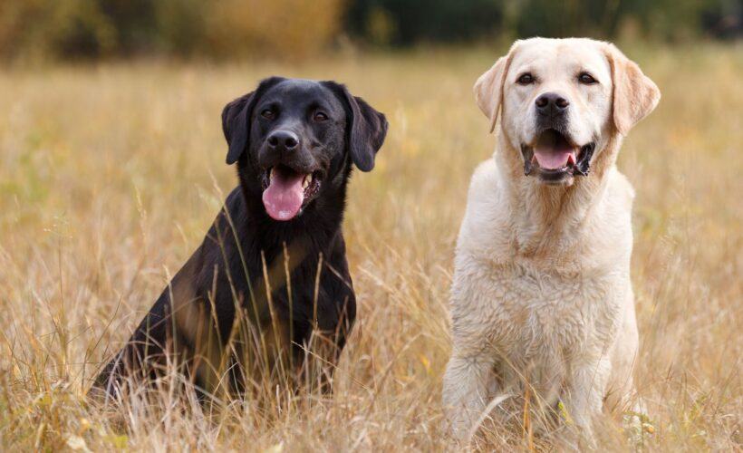 What Size is a Labrador Retriever?