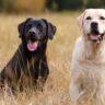 What Size is a Labrador Retriever?