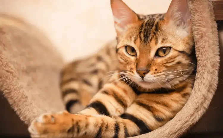 Are Bengal Cats Affectionate