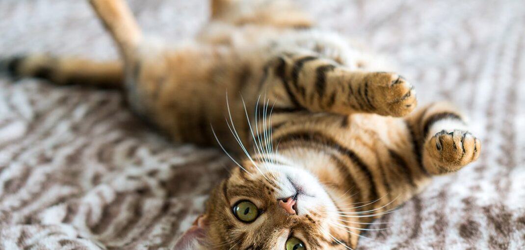 Are Bengal Cats Affectionate