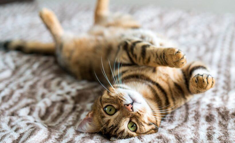 Are Bengal Cats Affectionate