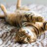 Are Bengal Cats Affectionate