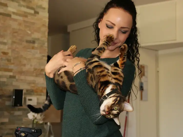 Are Bengal Cats Affectionate