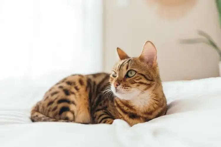 Are Bengal Cats Aggressive