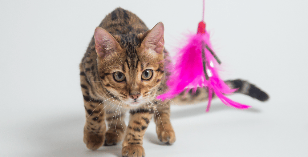 Are Bengal Cats Aggressive