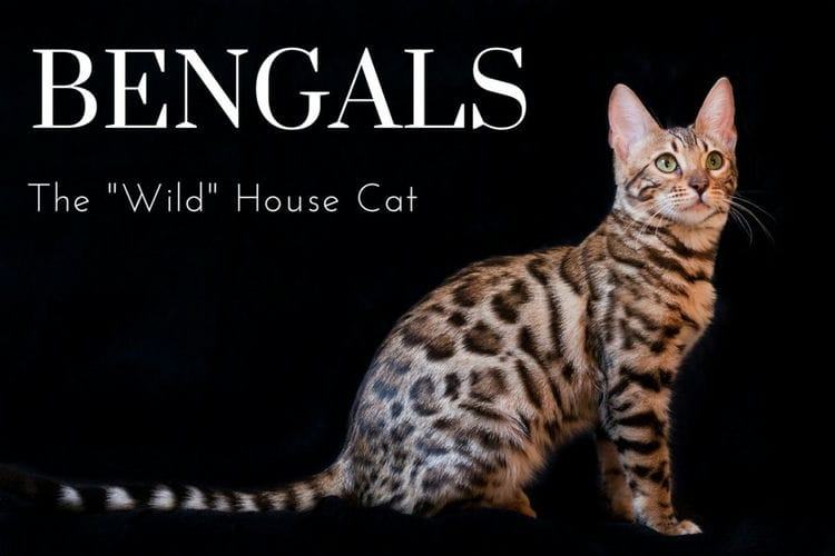 Are Bengal Cats Dangerous