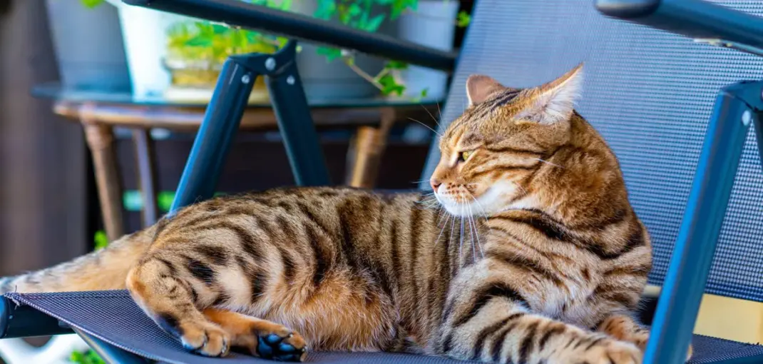 Are Bengal Cats Dangerous