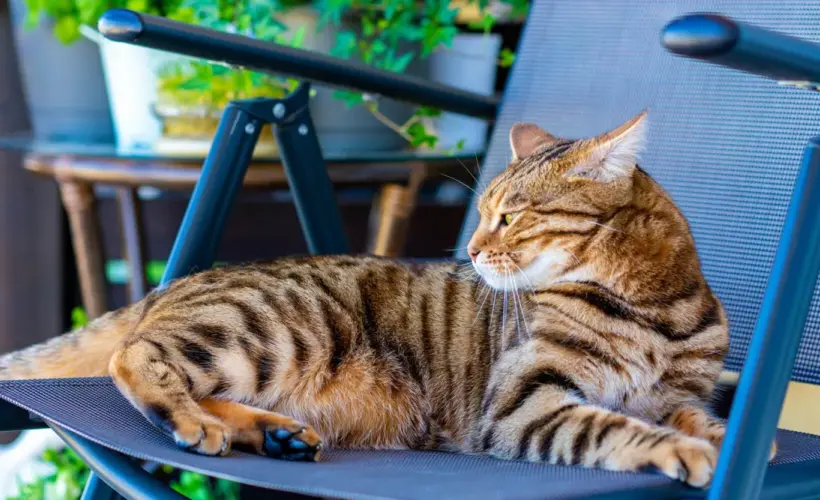 Are Bengal Cats Dangerous