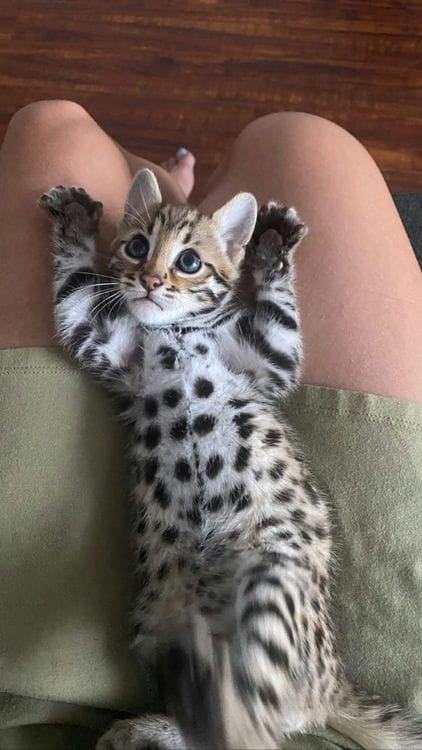 Are Bengal Cats Dangerous