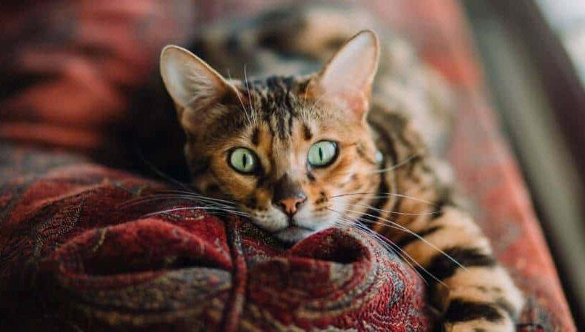 Are Bengal Cats Expensive