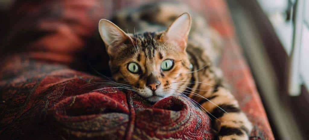 Are Bengal Cats Expensive