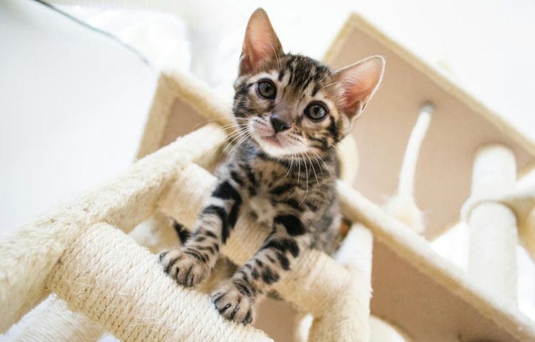 Are Bengal Cats Expensive