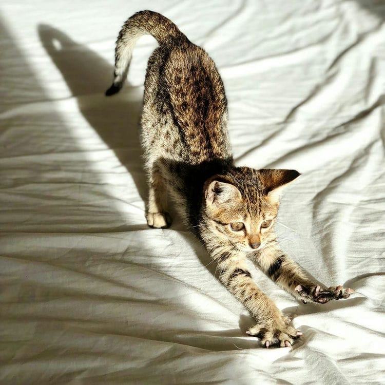 Are Bengal Cats Expensive