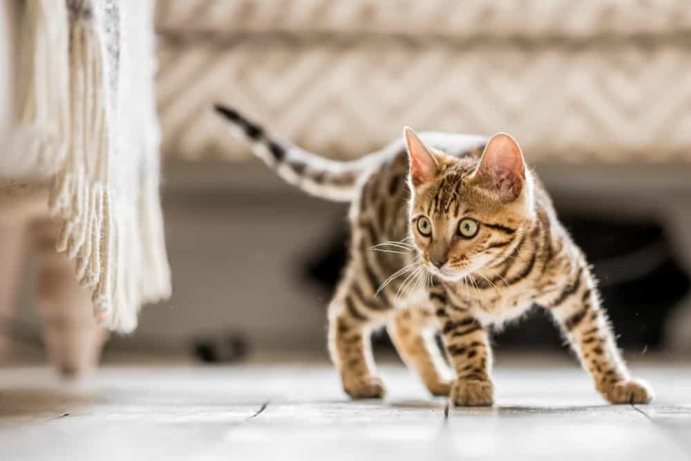 Are Bengal Cats Aggressive