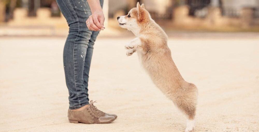 Are Corgis Easy to Train