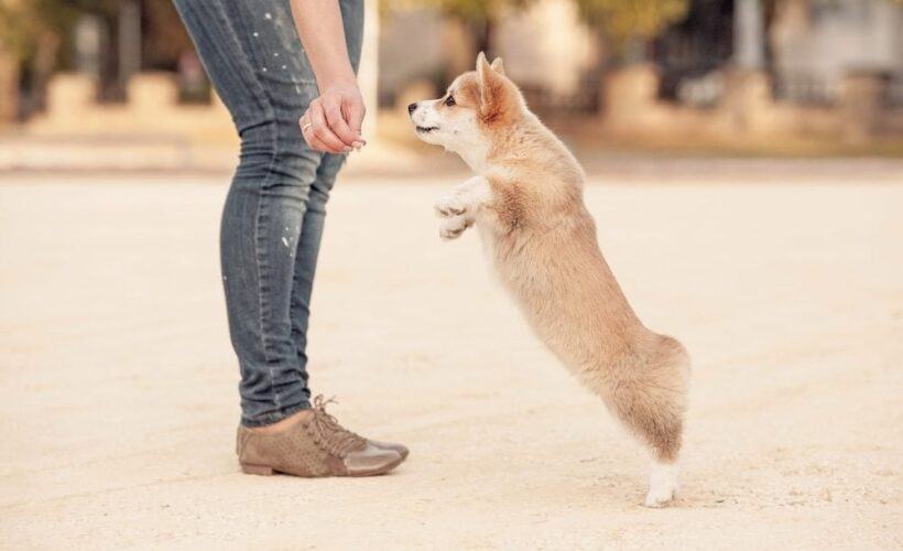 Are Corgis Easy to Train