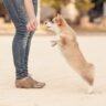 Are Corgis Easy to Train