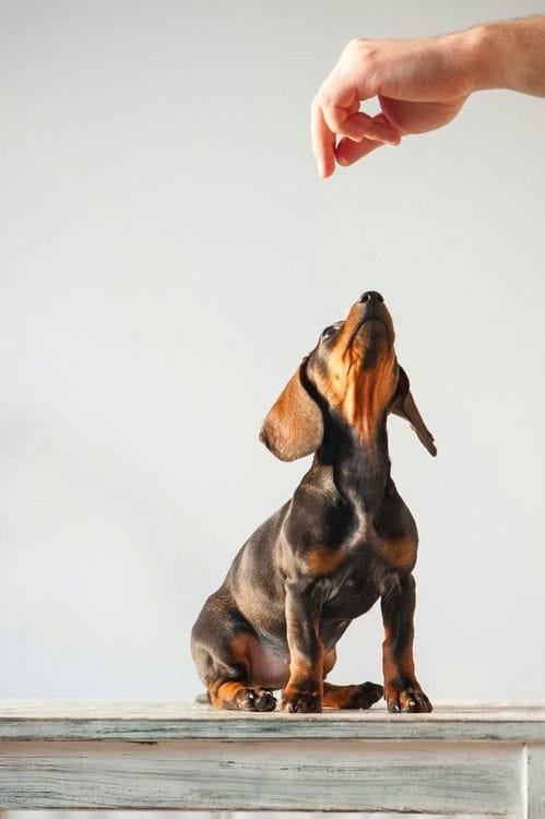 Are Dachshunds Hard to Train