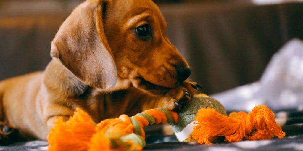 Are Dachshunds Hard to Train