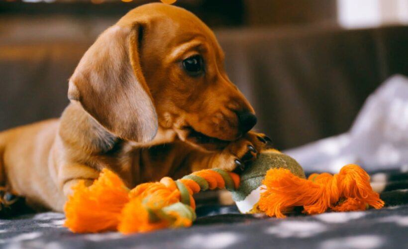 Are Dachshunds Hard to Train