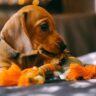 Are Dachshunds Hard to Train