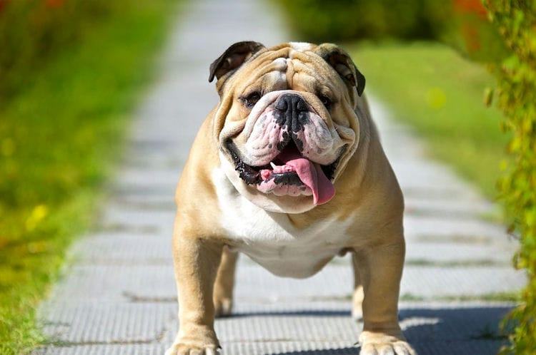 Are English Bulldogs Protective 1