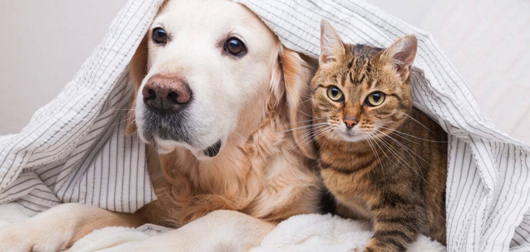 Are Golden Retrievers Good with Cats