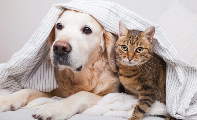 Are Golden Retrievers Good with Cats