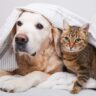 Are Golden Retrievers Good with Cats