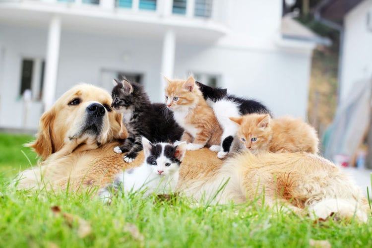 Are Golden Retrievers Good with Cats