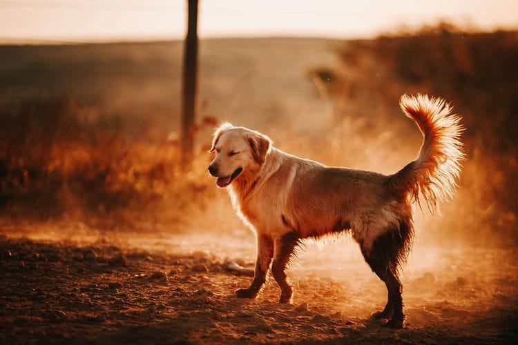 Are Golden Retrievers Good with Cats