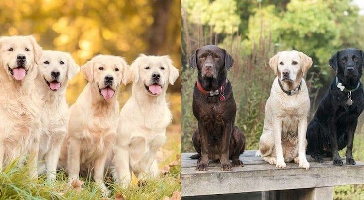 Are Golden Retrievers Labs