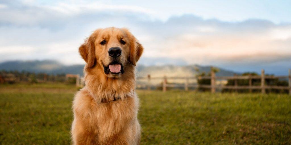 Are Golden Retrievers Labs