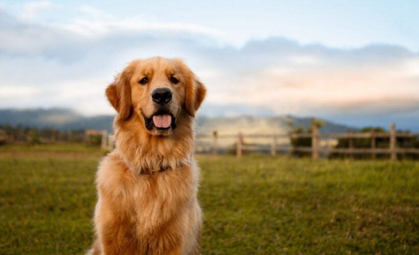 Are Golden Retrievers Labs