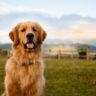 Are Golden Retrievers Labs