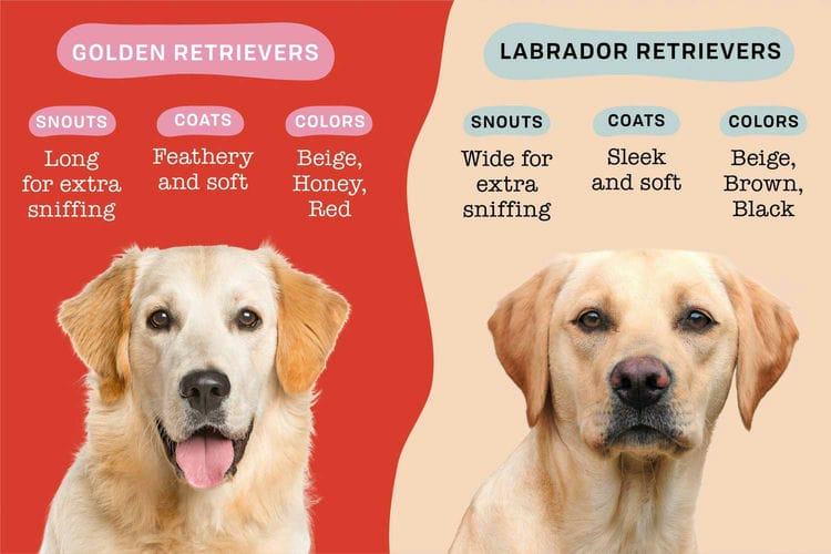 Are Golden Retrievers Labs