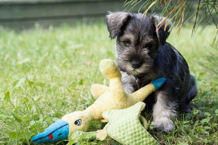 Are Schnauzers Smart