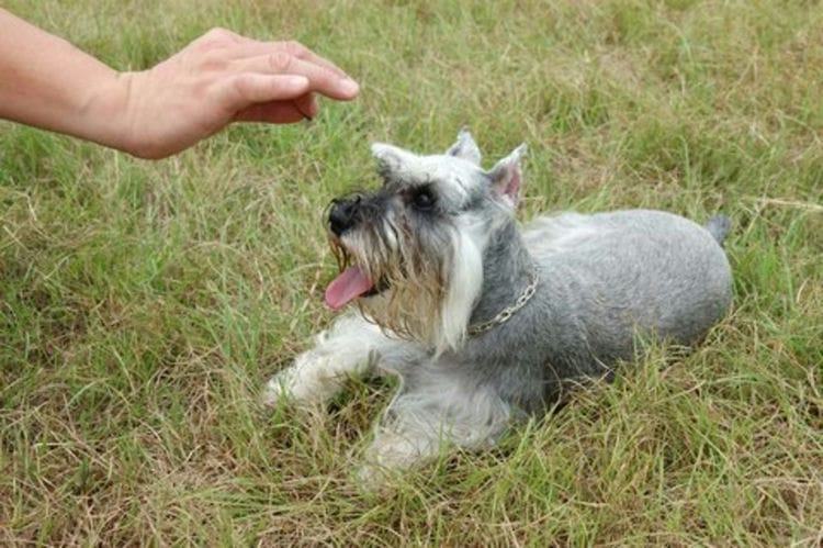 Are Schnauzers Smart