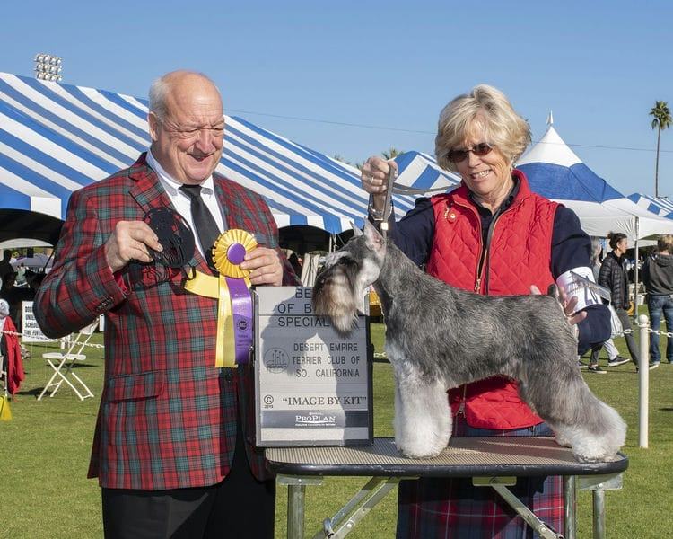 Are Schnauzers Smart