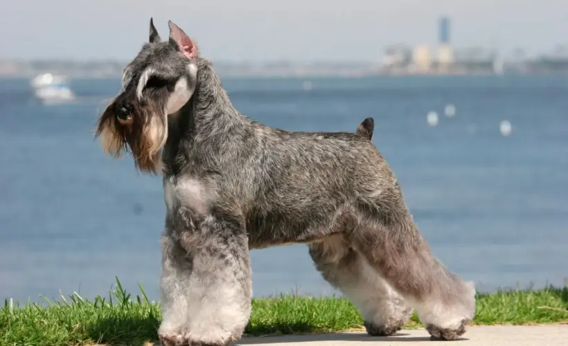 Are Schnauzers Smart