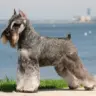 Are Schnauzers Smart