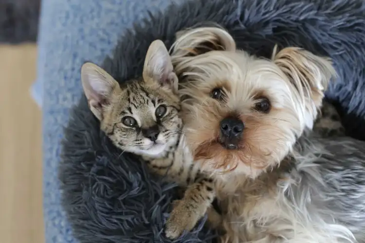 Are Yorkshire Terriers Good with Cats