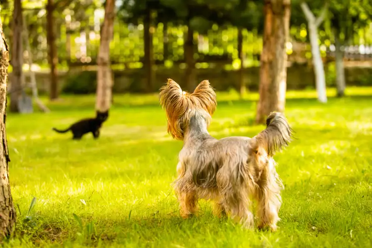 Are Yorkshire Terriers Good with Cats