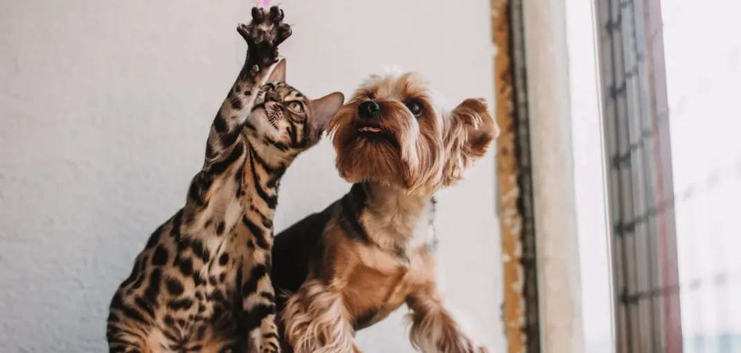 Are Yorkshire Terriers Good with Cats