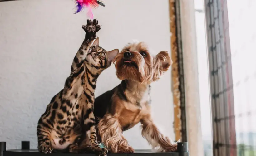 Are Yorkshire Terriers Good with Cats