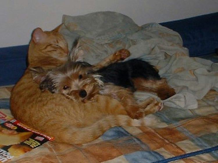 Are Yorkshire Terriers Good with Cats