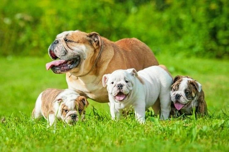 Can English Bulldogs Breed Naturally