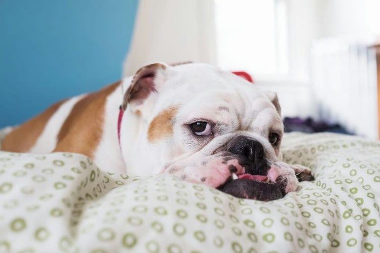 Can English Bulldogs Breed Naturally