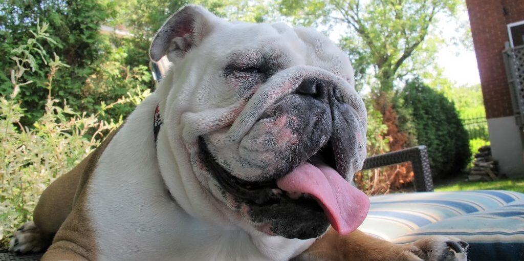 Can English Bulldogs Breed Naturally